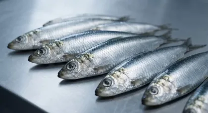 Abren inscripción para pesca experimental de sardina en Santa Cruz