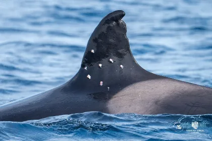 Alarma por heridas de perdigones en Toñi, la orca más longeva del Estrecho de Gibraltar