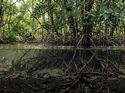 Árboles de raíces en agua salada liberan carbono retenido en lodos marinos
