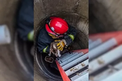 Bomberos rescataron a un gatito que cayó en un pozo cloacal en Piedra Buena