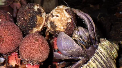 Cangrejos ermitaños dispersan semillas y ayudan a formar una isla en Japón