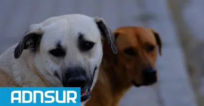 Cinco perros murieron envenenados en Playa Unión en dos semanas