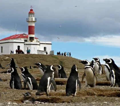 Disminuye drásticamente la colonia de pingüinos de Magallanes en Isla Magdalena