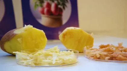 El INTA presenta la primera papa editada genéticamente que no se oxida ni se pone negra