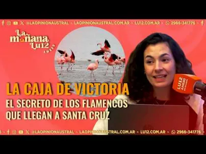El misterio de los flamencos que visitan Santa Cruz cada año