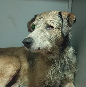 El rescate de Nico, un perro atrapado en petróleo en Comodoro Rivadavia