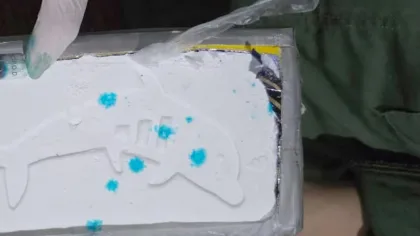 El sello del delfín: la marca que identifica cargamentos de cocaína en Argentina