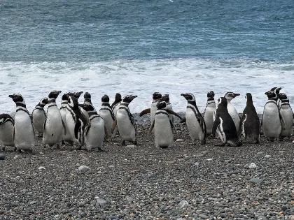 Estudian movimientos de pingüinos de Magallanes en Cabo Vírgenes