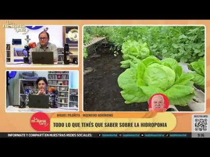 Hidroponía en Santa Cruz: cultivar verduras en casa sin usar tierra