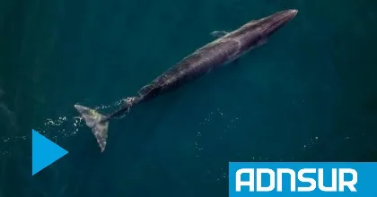 Investigadores registran el viaje de una ballena sei desde Chubut a Brasil