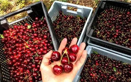 La cereza de Los Antiguos, primera fruta argentina con denominación de origen para exportación