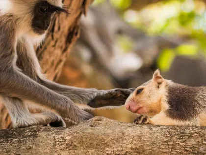 La ciencia confirma que primates pueden querer a animales de otras especies