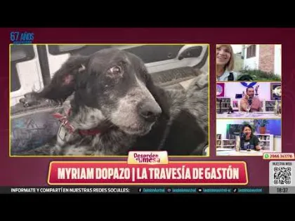 La emotiva historia de Gastón, el perro que viajó para reencontrarse con su dueña