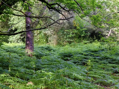 La isla Cortegada en Galicia, el lugar con mayor diversidad de setas en el mundo