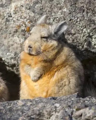 La vizcacha de Wolffsohn en peligro de extinción en Santa Cruz