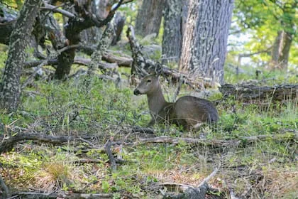 Monitorean al huemul con drones térmicos para proteger al ciervo en peligro en la Patagonia