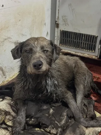 Nico, el perro cubierto de petróleo, avanza en su recuperación