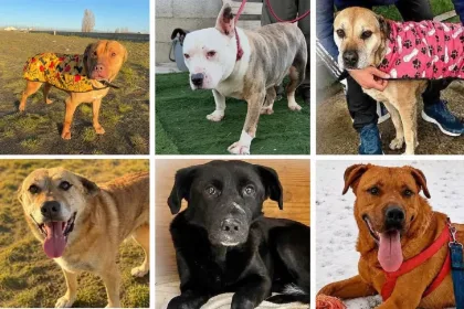 Seis perros esperan una familia en Río Gallegos para comenzar una nueva vida