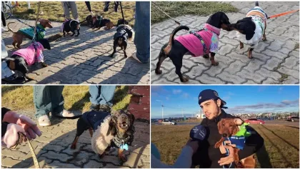 Una decena de perros salchichas se reunieron en la costanera de Río Gallegos
