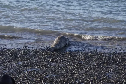 Una foca leopardo fue avistada en la costanera de Río Gallegos