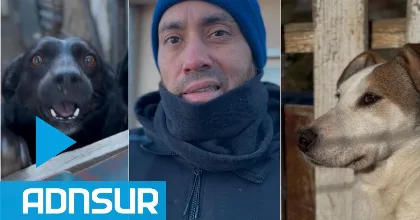 Vecino de Comodoro alimenta a más de 30 perros y pide ayuda para pagar la veterinaria