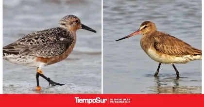 Aves migratorias llegan al estuario del río Gallegos en primavera