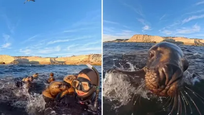 Buceador en Puerto Madryn se viralizó tras acercamiento amistoso con lobos marinos
