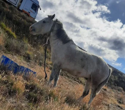 Buscan caballo perdido en Chimen Aike