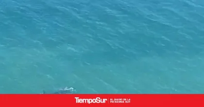 Censo aéreo contabiliza 1.375 ballenas en Chubut