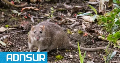 Confirman segundo caso de hantavirus en la Patagonia