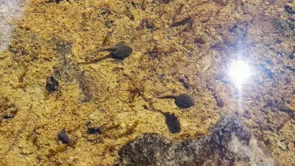 Descubren sitio de reproducción de la Ranita de Chaltén en Los Glaciares