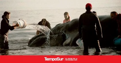 Día Nacional de la Ballena Franca Austral: Rescate de Garra