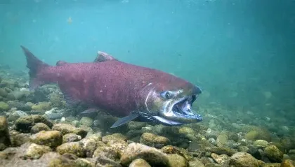 El salmón chinook en Santa Cruz: desafío y oportunidad