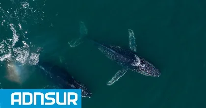 Estudian causas de mortandad de ballenatos en Chubut