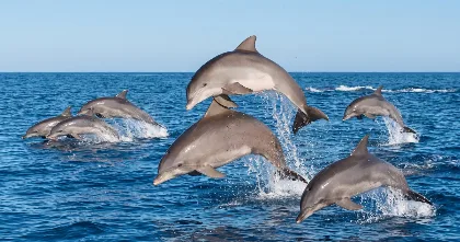 Estudian cómo los delfines usan sonidos para cazar y comunicarse en el Atlántico de Florida