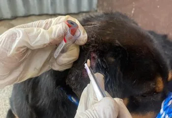 Guatemala enfrenta emergencia sanitaria por el avance del gusano barrenador en mascotas