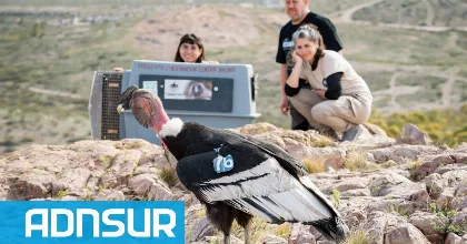 Kurruf, el cóndor rescatado, vuelve a su hábitat en Río Negro