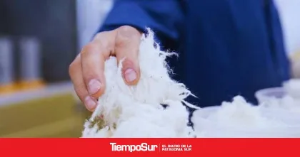 Lanzan plataforma para monitorear la calidad de la lana en Santa Cruz