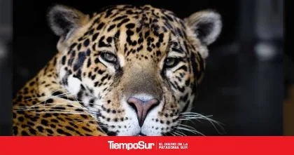 Mejoran el genoma del yaguareté para su conservación