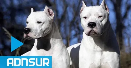 Mujer atacada por dogos en Trelew relata su experiencia