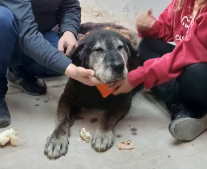 Negrito, el perro de 15 años, encontró un hogar en Río Gallegos