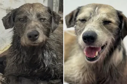 Nico, el perro rescatado, fue dado de alta y busca un hogar