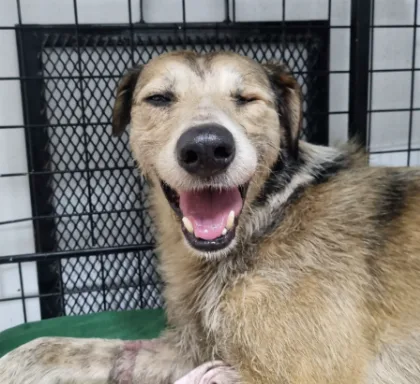 Nico, el perro rescatado, sigue en observación tras convulsión