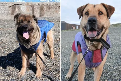 Patón y Osito, dos hermanos que buscan un hogar juntos en Río Gallegos