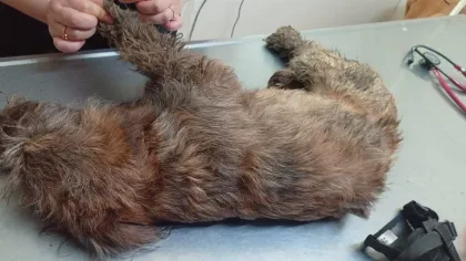 Piden ayuda para salvar a perrita grave tras caer de un tercer piso en Río Gallegos