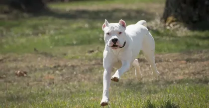 Proponen licencia obligatoria para dueños de perros peligrosos