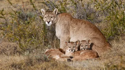 Rastreo del puma en la estepa santacruceña