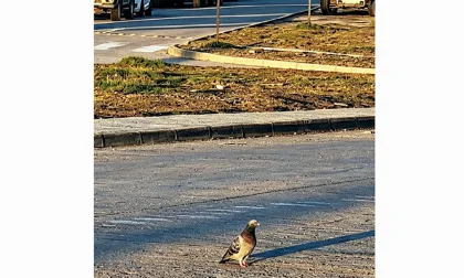 Regresan las palomas al Liceo de Porvenir