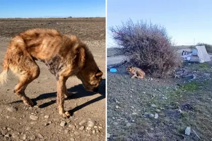 Rescatan a perra desnutrida y con sarna en Río Gallegos