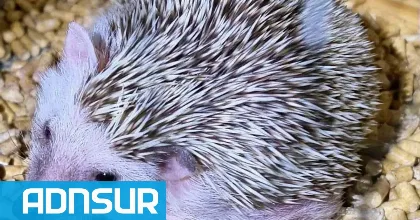 Rescatan erizos africanos en Neuquén tras venta ilegal